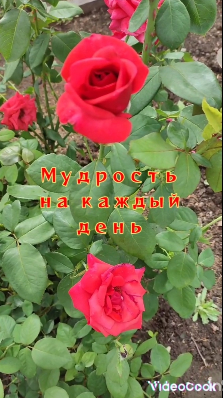 Ни главы, ни начальника...