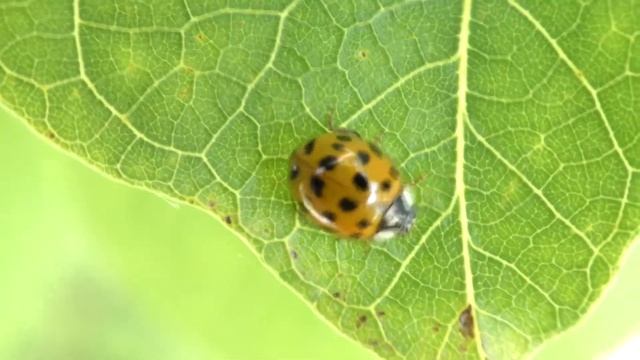 Coccinelle asiatique multicolore Asian ladybeetle Harmonia axyridis