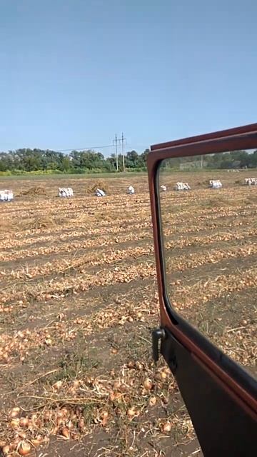 Уборка лука смотреть онлайн