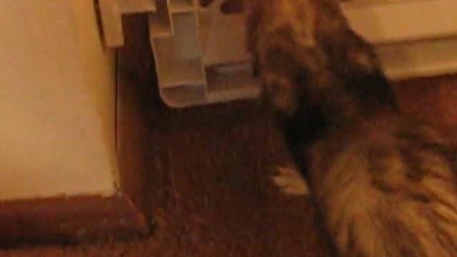 Panda squeezing through a crack. смотреть онлайн