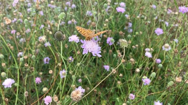 Kleine parelmoervlinder op Duifkruid  |  NL Bloeit! ~ Planten van hier смотреть онлайн