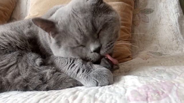 Мойте руки! Гигиена- наш лучший защитник! смотреть онлайн