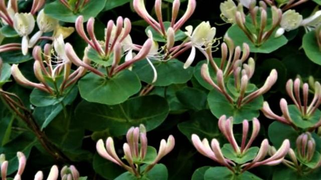 Rubens Peniche - MADRESSILVA - F. Canaro, Luiz Amadori, Juraci Rago - Todamérica TA-5.234-A смотреть онлайн