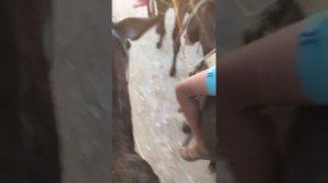 Катаюсь на осле