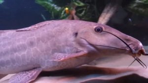 Жирафовый сом (Auchenoglanis occidentalis)