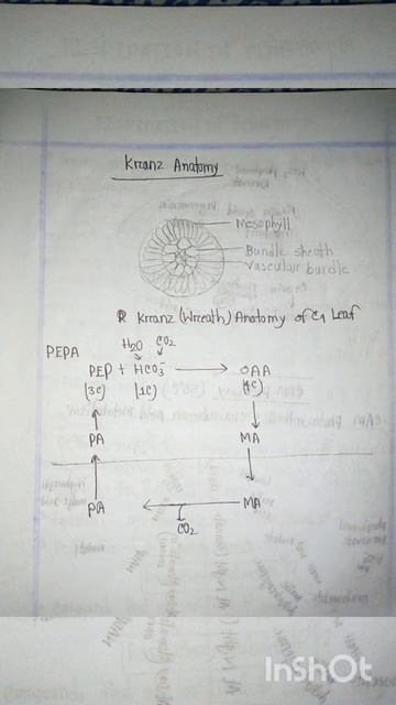 Plant anatomy C4 cycle kranz anatomy cam pathway