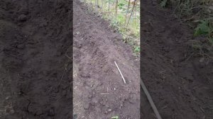 грядка для виктории осенью