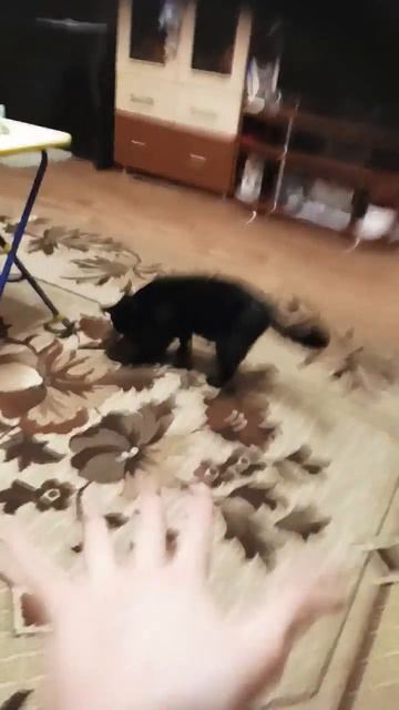 Моя кошка Люся любит Чебурашку😅 смотреть онлайн