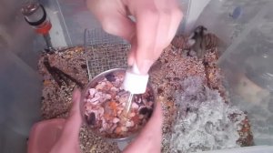 джунгарский хомяк | полезные покупки для хомяка