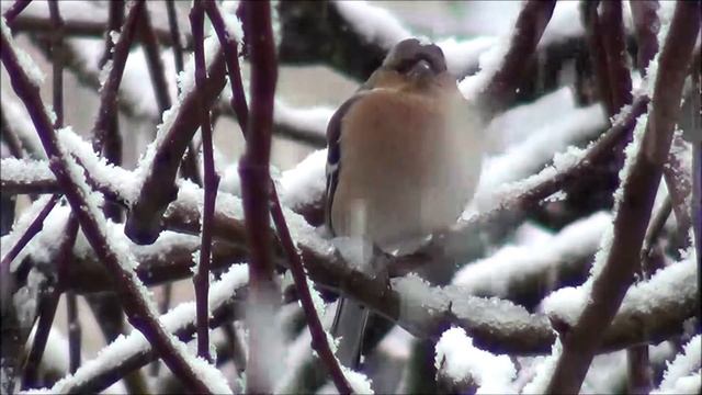 Зяблик - Fringilla coelebs (Linnaeus, 1758) смотреть онлайн