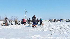 Дрессировка собак В Омске - ОЦССС,08-03 -2025г