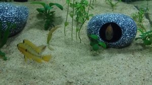 Апистограмма Виджета (Apistogramma viejita)