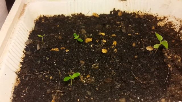 How To Grow American Cranberry seeds. Part 2 смотреть онлайн