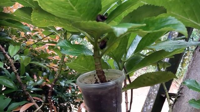 hydrangea propagaction air layering смотреть онлайн