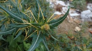 Xanthium spinosum common names spiny cocklebur, prickly burweed and Bathurst burr