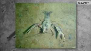 22. Тип Членистоногие Класс Ракообразные