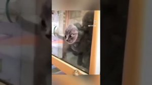 Такое чувство, что у кошек отсутствует скелет 😂😂😂