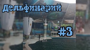 Знакомство с морскими артистами