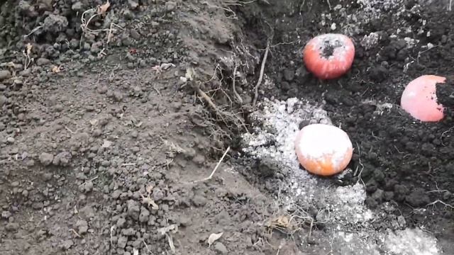 Садим помидоры в зиму