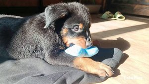 Щенок от 06.01.25.