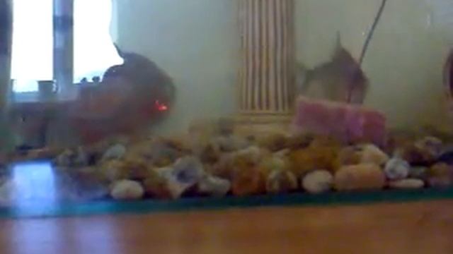 Пираньи домашние  тоже любят мясо.