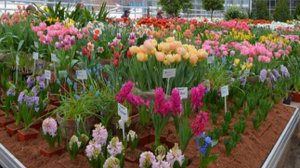 выставка цветов, аптекарский огород,