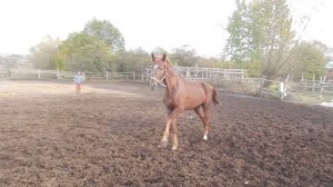 рыжий и черный