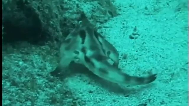 Red Lipped Batfish Moment