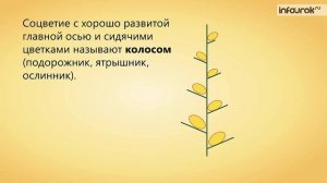 30. Соцветия