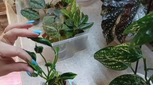 Сциндапсусы- открытие года... 🤣 Небольшой обзор вьющихся растений.