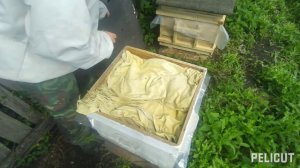 Пчёлы. Итоги вывода свищевой матки и как приняли маточники во втором отводке?