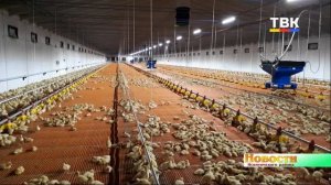 Утятина от АО «Птицефабрика «Улыбино» поступит в розничную сеть к Новому году