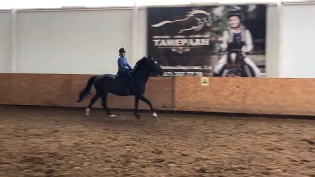 Riding a beautiful horse in Ukraine 🇺🇦, equestrian club Tamerlan смотреть онлайн