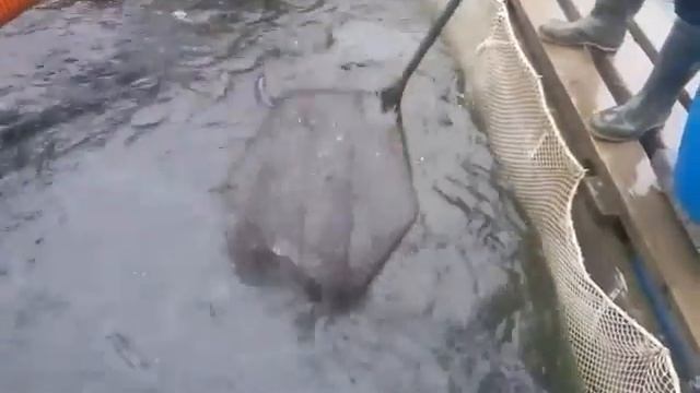 19.11.19. Запуск форели 75 кг на малый водоём смотреть онлайн