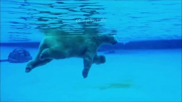 Smart Step Grammar_BK2 Unit 10 Polar Bears смотреть онлайн