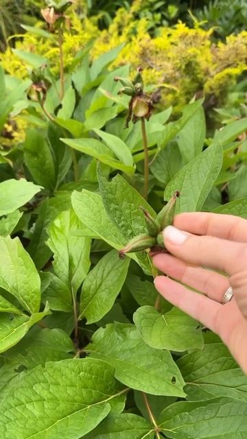 Почему я не срезаю отцветшие пионы. #сад #малоуходныйсад #всевсад #пионы #пионывсаду смотреть онлайн