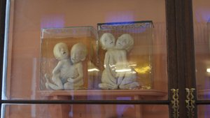 Кунсткамера