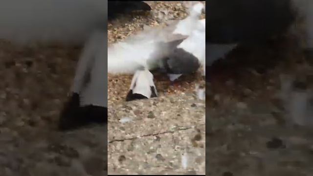 Самвел город Новороссийск 89189873787 кому интересно звоните смотреть онлайн