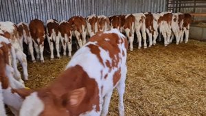 Бычки в Лихой.9.03.25г,т.8 909 408 9387