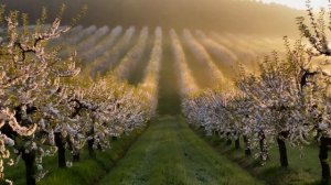 Футаж Цветущий яблоневый сад - 2