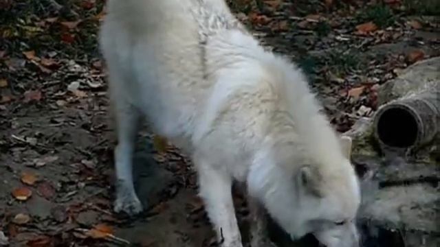 Polarwölfe - Polar Wolves смотреть онлайн