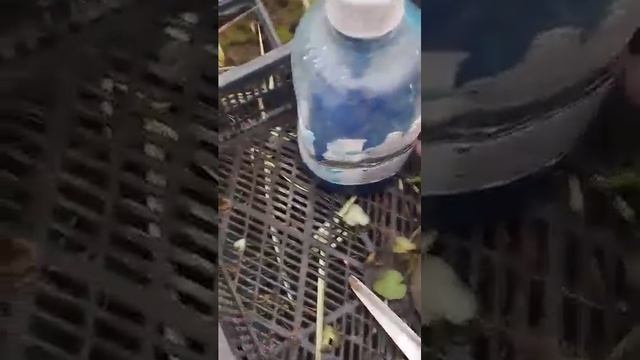 Яснотка: маточники и черенкование! Очень красивая рассада!