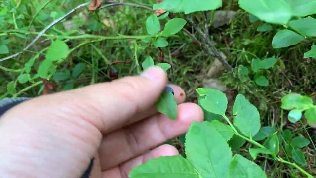 2020 夏 蓝莓季 смотреть онлайн