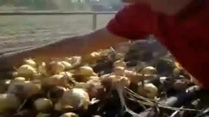 Лукоуборочный комбайн ЛК 100