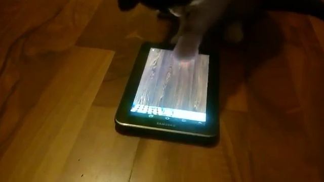 Cat playing laser game for first time. смотреть онлайн