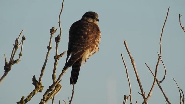 Dvergfalk Merlin Stenfalk Falco columbarius Filmet med Nikon coolpix p900 bird смотреть онлайн