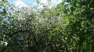 Белое платье.