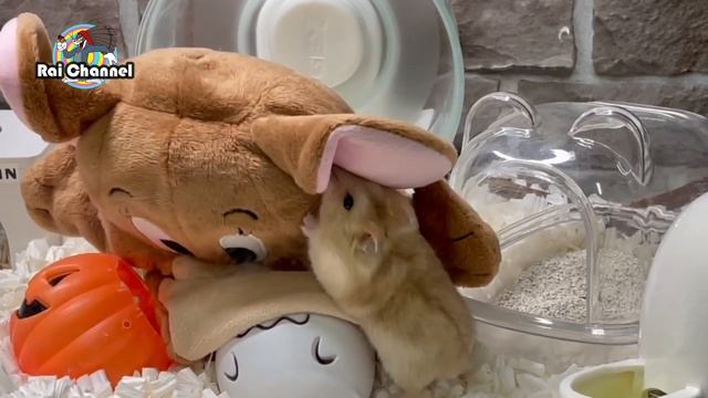 ハムスター水槽ケージにジェリーパペットを入れてみた【行動観察】ジャンガリアンハムスター