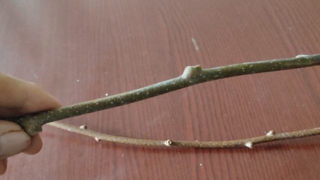 Як визначити верх, низ живця ківі, актинідії смотреть онлайн