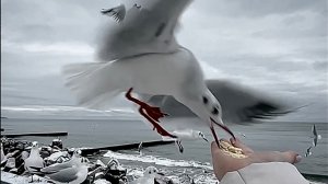 Калининград / Светлогорск / Зеленоградск